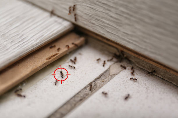 Best Pest Removal Services  in Van Vleck, TX