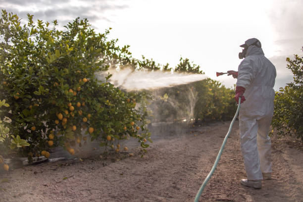 Best Local Pest Control Services  in Van Vleck, TX