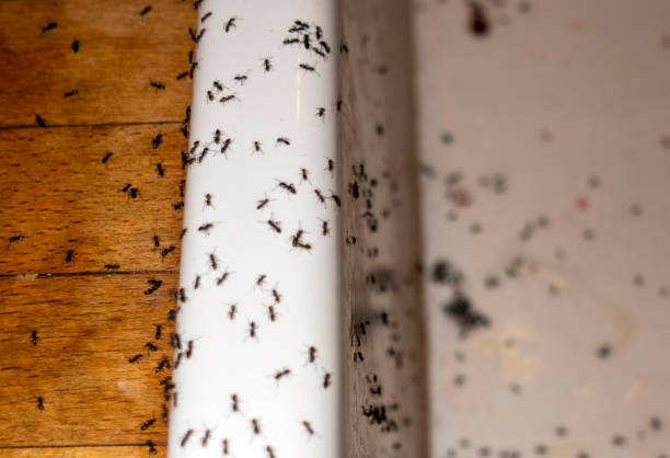 Best Pest Prevention Services  in Van Vleck, TX
