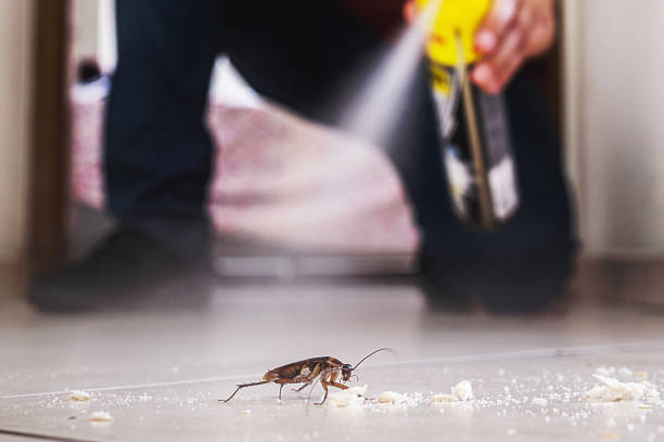 Best Termite Control Services  in Van Vleck, TX